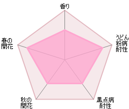 モーヴァン・ヒル ランブラー鉢苗 - Malvern Hills (Auscanary) - david-austin-roses-japan
