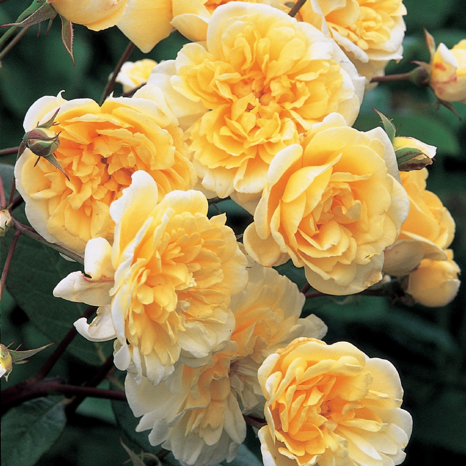 モーヴァン・ヒル ランブラー鉢苗 - Malvern Hills (Auscanary) - david-austin-roses-japan