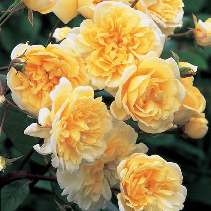 モーヴァン・ヒル ランブラー鉢苗 - Malvern Hills (Auscanary) - david-austin-roses-japan