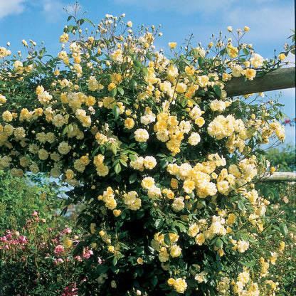 モーヴァン・ヒル ランブラー鉢苗 - Malvern Hills (Auscanary) - david-austin-roses-japan