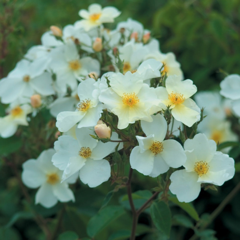 キュー・ガーデン - Kew Gardens (Ausfence) – David Austin Roses Japan