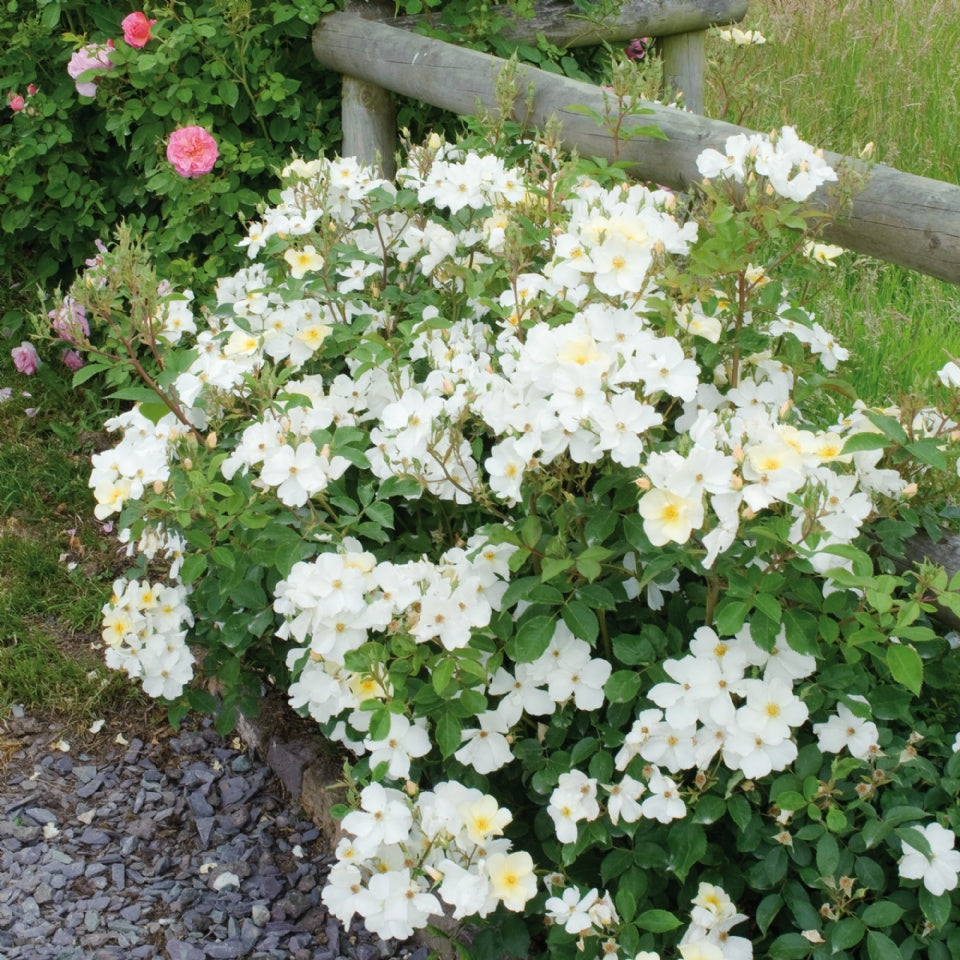キュー・ガーデン - Kew Gardens (Ausfence) – David Austin Roses Japan