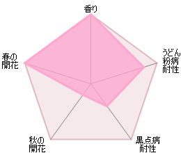 レディ・オブ・シャーロット鉢苗 - Lady of Shalott (Ausnyson) - david-austin-roses-japan