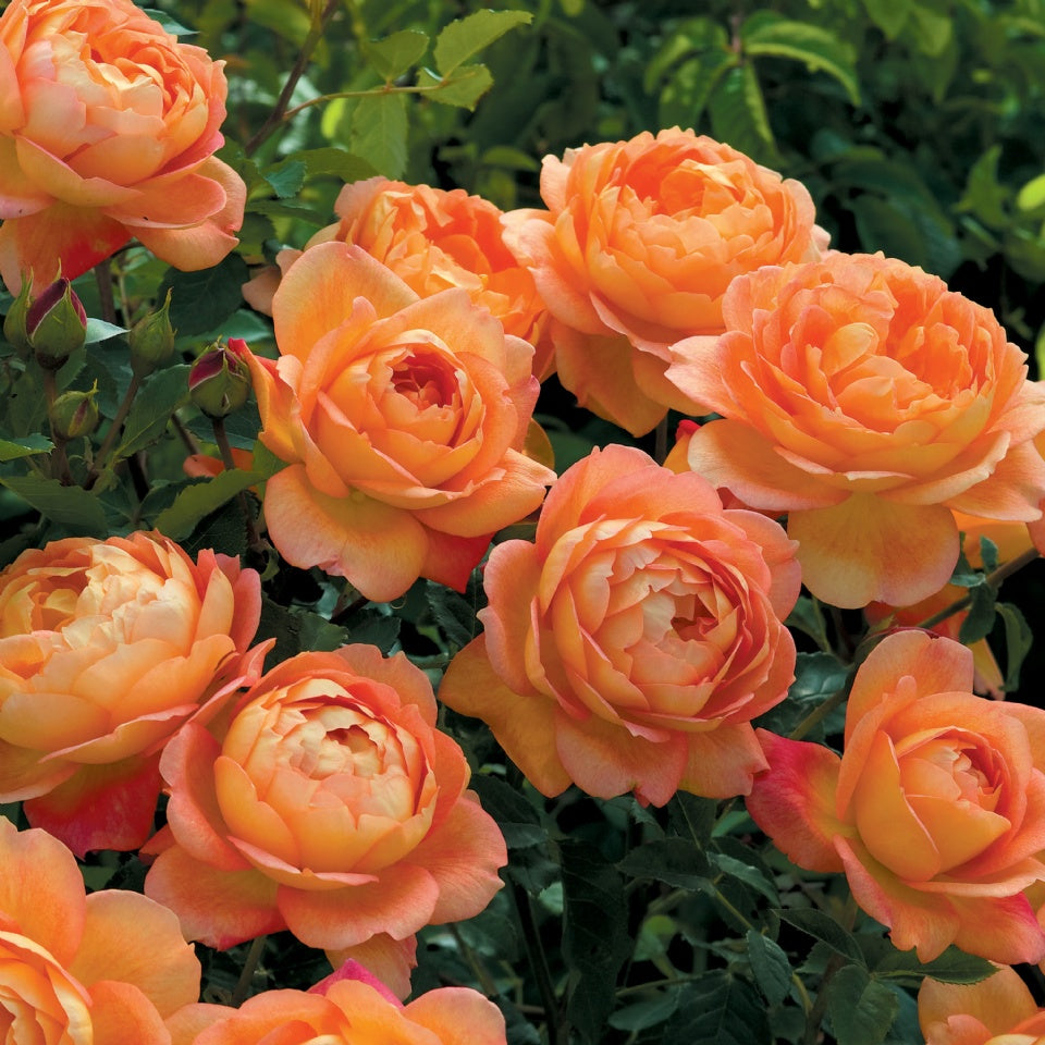 レディ・オブ・シャーロット鉢苗 - Lady of Shalott (Ausnyson) - david-austin-roses-japan