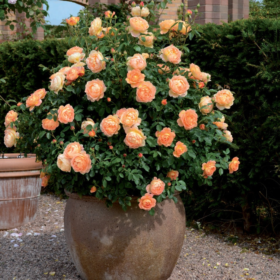 レディ・オブ・シャーロット鉢苗 - Lady of Shalott Potted (Ausnyson