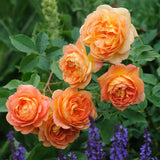 レディ・オブ・シャーロット鉢苗 - Lady of Shalott (Ausnyson) - david-austin-roses-japan