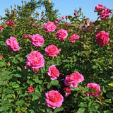 イングランズ・ローズ裸苗 - England's Rose (Auslounge) - david-austin-roses-japan