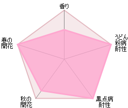 ザ・レディーズ・ブラッシュ裸苗 - The Lady's Blush (Ausoscar) - david-austin-roses-japan