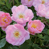 ザ・レディーズ・ブラッシュ裸苗 - The Lady's Blush (Ausoscar) - david-austin-roses-japan