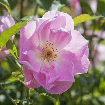 ザ・レディーズ・ブラッシュ裸苗 - The Lady's Blush (Ausoscar) - david-austin-roses-japan