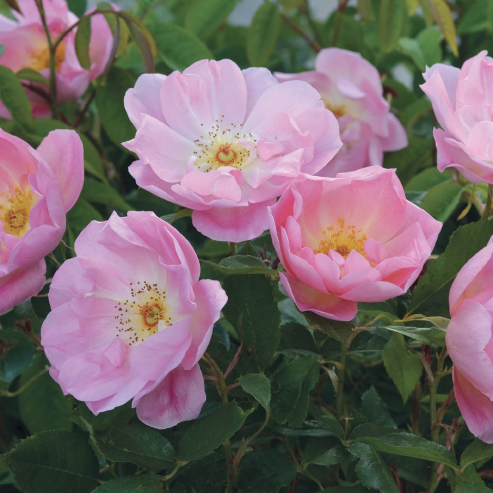 ザ・レディーズ・ブラッシュ裸苗 - The Lady's Blush (Ausoscar) - david-austin-roses-japan