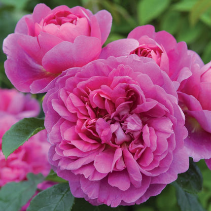 プリンセス・アン裸苗 - Princess Anne (Auskitchen) - david-austin-roses-japan