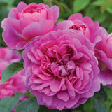 プリンセス・アン裸苗 - Princess Anne (Auskitchen) - david-austin-roses-japan
