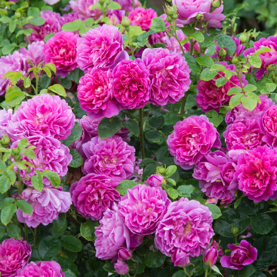 プリンセス・アン裸苗 - Princess Anne (Auskitchen) – David Austin