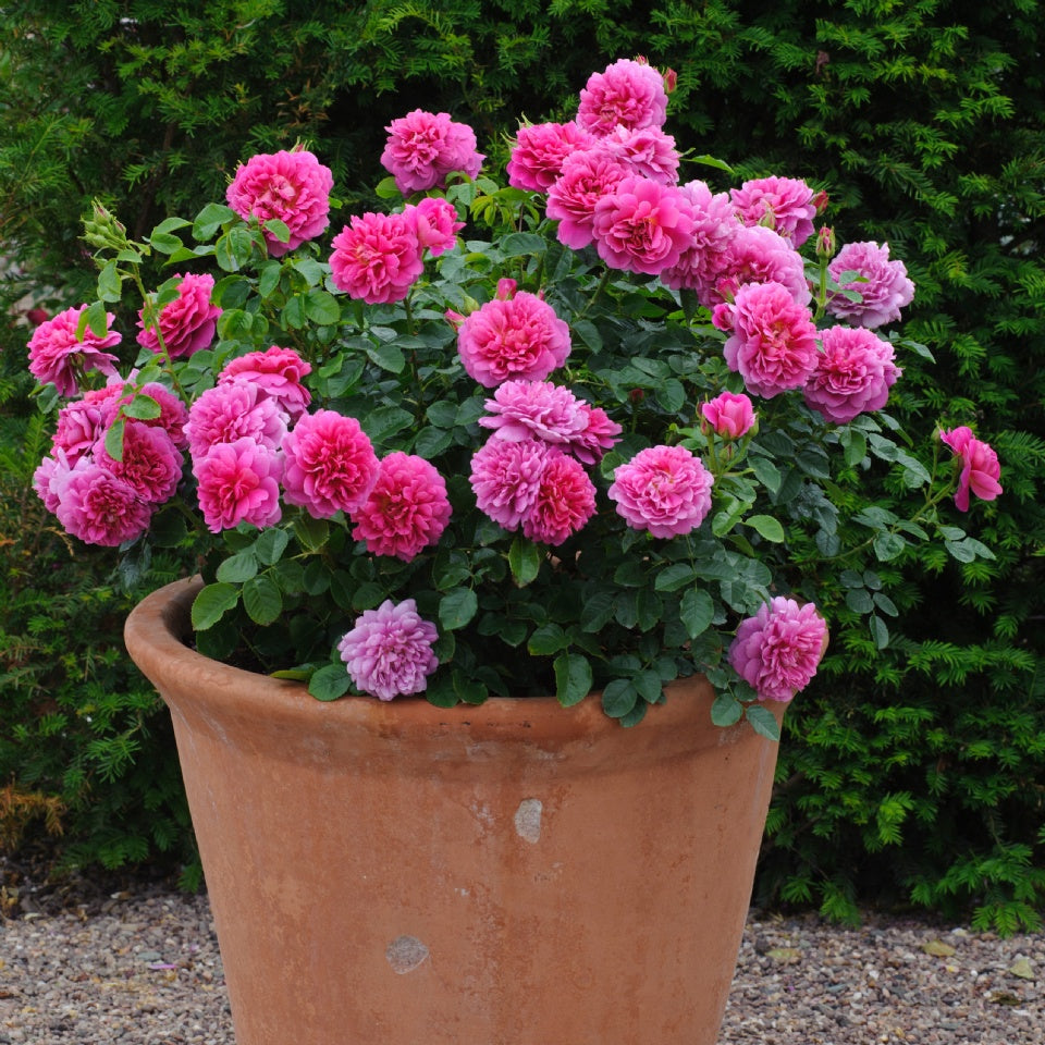 プリンセス・アン裸苗 - Princess Anne (Auskitchen) - david-austin-roses-japan