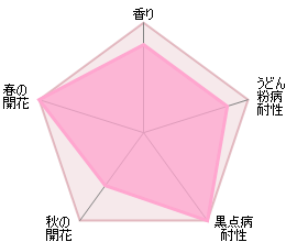 スーザン・ウィリアムズ・エリス裸苗 - Susan Williams-Ellis (Ausquirk) - david-austin-roses-japan