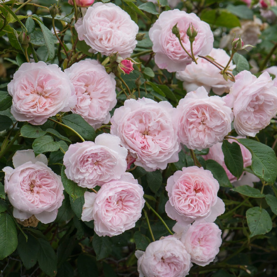 ジ・オルブライトン・ランブラー裸苗 - The Albrighton Rambler (Ausmobile) - david-austin-roses-japan