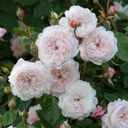 ジ・オルブライトン・ランブラー裸苗 - The Albrighton Rambler (Ausmobile) - david-austin-roses-japan