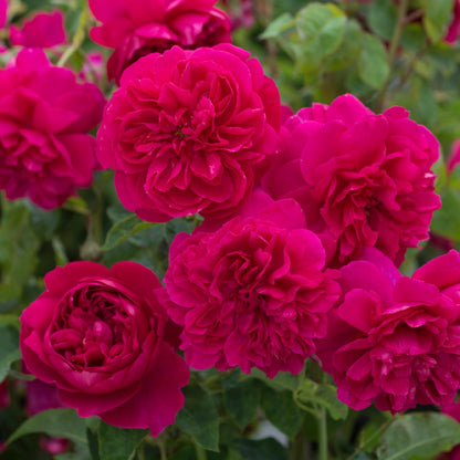 トーマス・エイ・ベケット裸苗 - Thomas à Becket (Auswinston) - david-austin-roses-japan