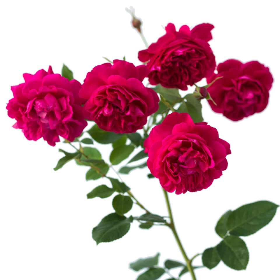 トーマス・エイ・ベケット裸苗 - Thomas à Becket (Auswinston) - david-austin-roses-japan