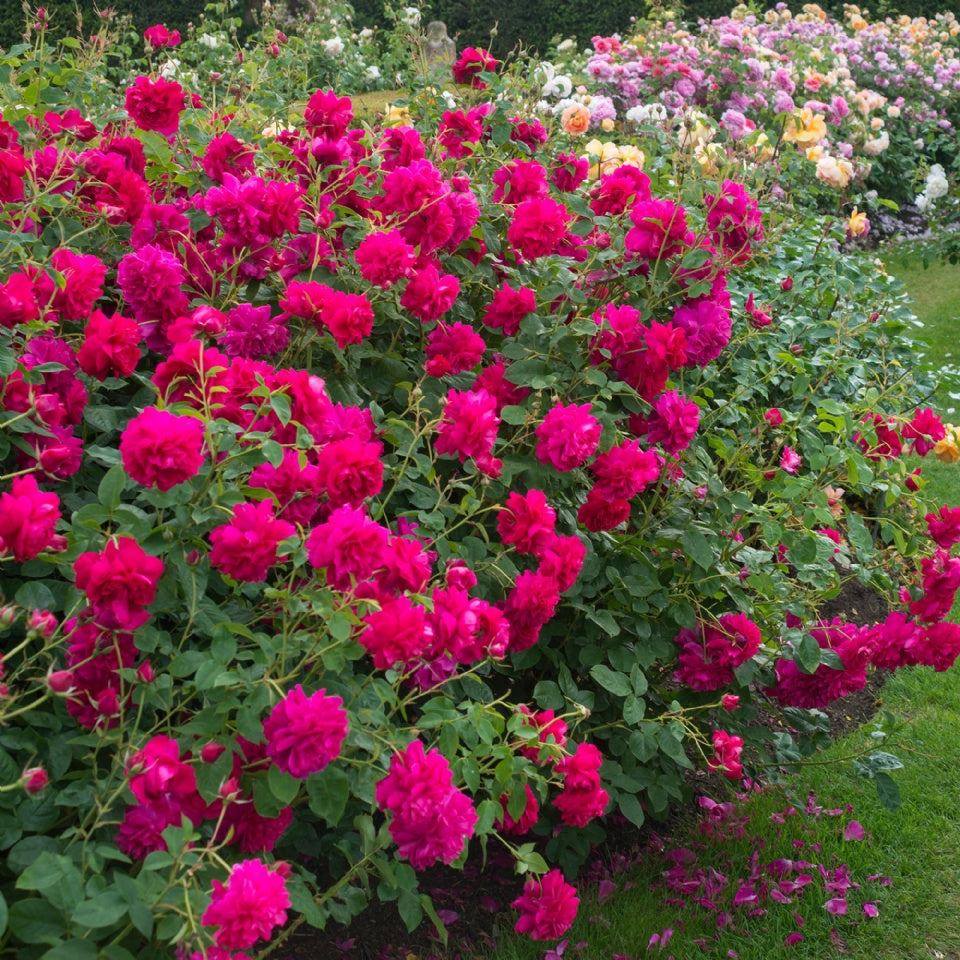 トーマス・エイ・ベケット裸苗 - Thomas à Becket (Auswinston) - david-austin-roses-japan