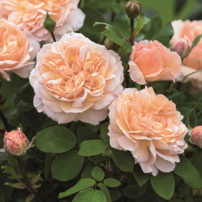 ザ・レディ・ガーデナー裸苗 - The Lady Gardener (Ausbrass) - david-austin-roses-japan