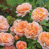 ザ・レディ・ガーデナー裸苗 - The Lady Gardener (Ausbrass) - david-austin-roses-japan