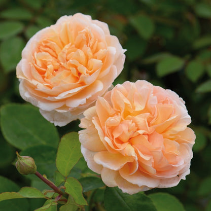 ザ・レディ・ガーデナー裸苗 - The Lady Gardener (Ausbrass) - david-austin-roses-japan