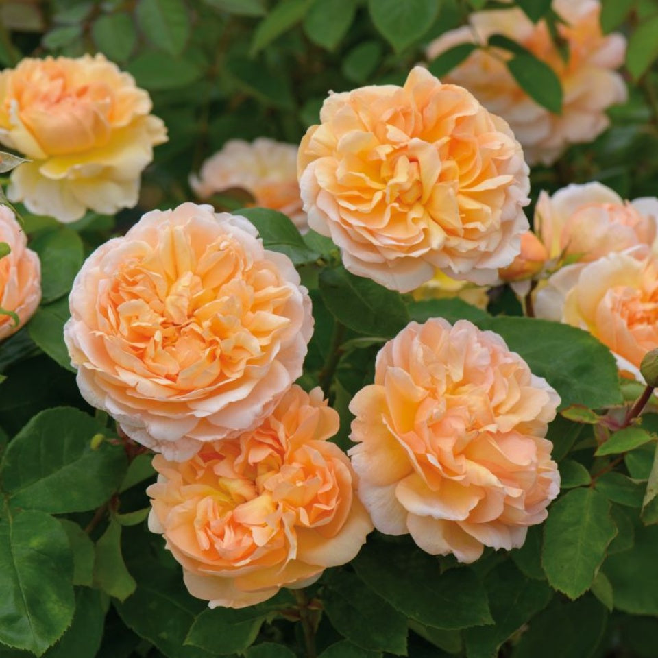 ザ・レディ・ガーデナー裸苗 - The Lady Gardener (Ausbrass) - david-austin-roses-japan