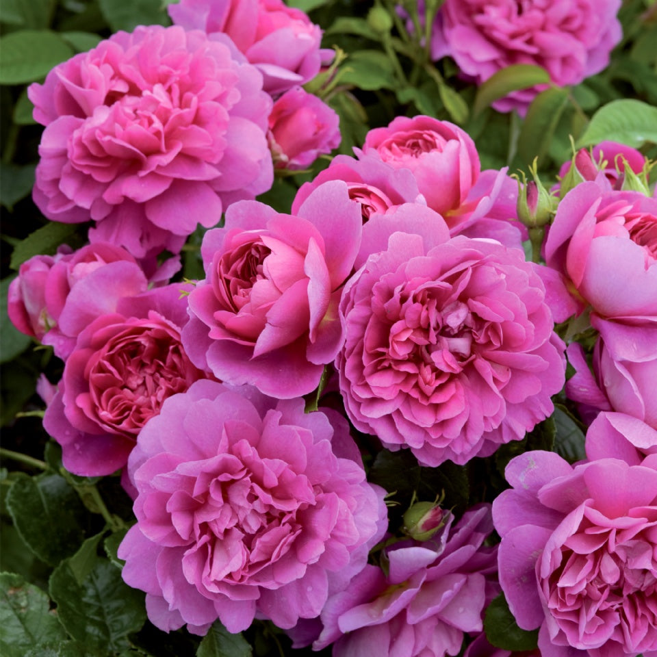 プリンセス・アン 鉢苗 - Princess Anne Potted (Auskitchen) - david-austin-roses-japan