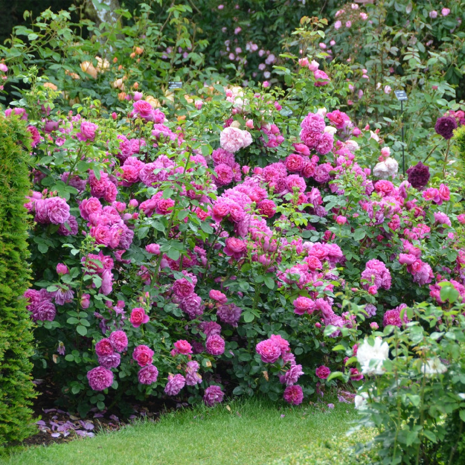 プリンセス・アン 鉢苗 - Princess Anne Potted (Auskitchen) – David