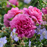 プリンセス・アン 鉢苗 - Princess Anne Potted (Auskitchen) - david-austin-roses-japan