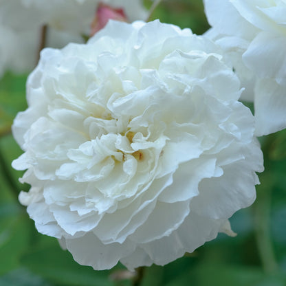 スーザン・ウィリアムズ・エリス 鉢苗 - Susan Williams-Ellis (Ausquirk) - david-austin-roses-japan