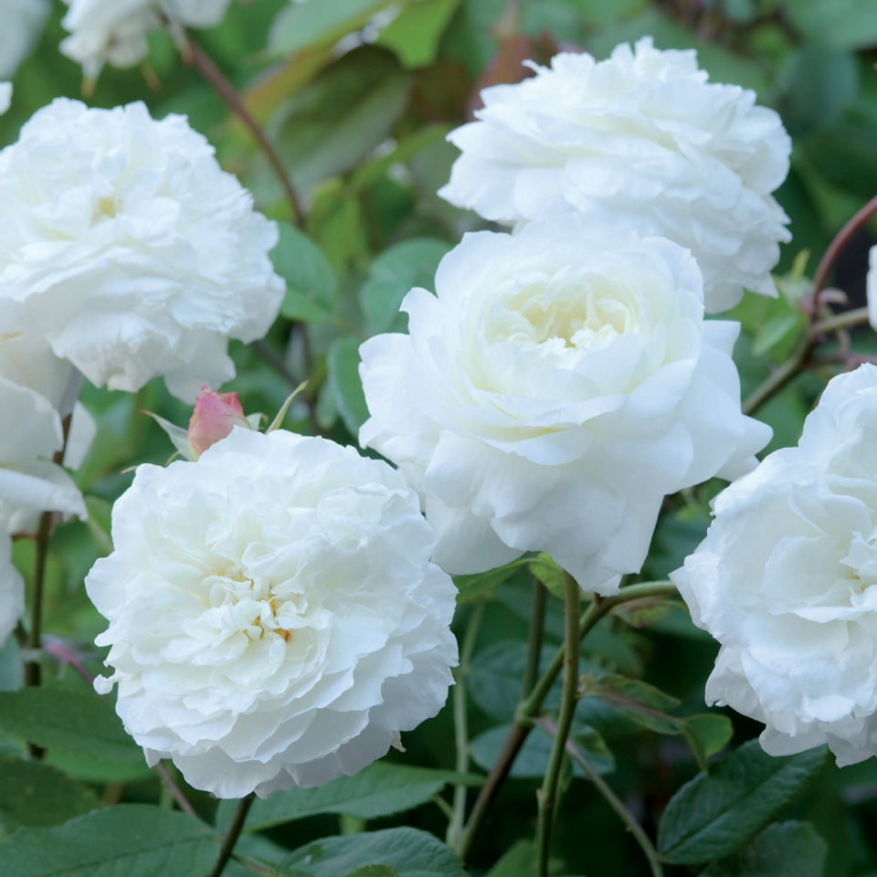 スーザン・ウィリアムズ・エリス 鉢苗 - Susan Williams-Ellis Potted