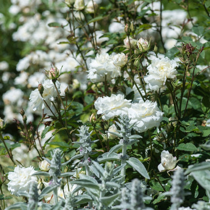 スーザン・ウィリアムズ・エリス 鉢苗 - Susan Williams-Ellis (Ausquirk) - david-austin-roses-japan