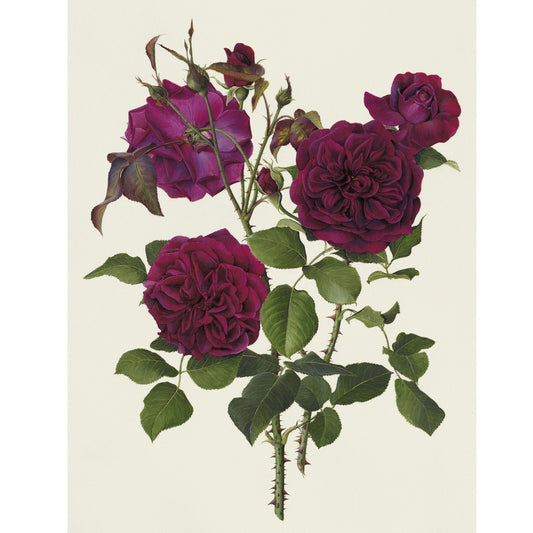 「ムンステッド・ウッド」限定版画 - 'Munstead Wood' Limited Edition Print - david-austin-roses-japan
