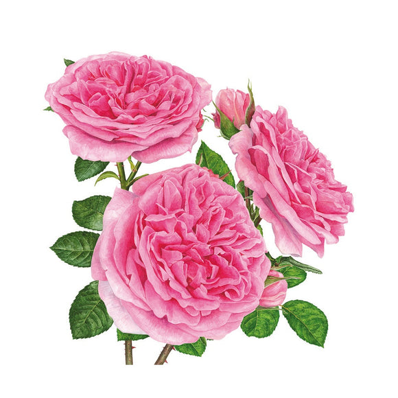 「ガートルード・ジェキル」　限定版画 - 'Gertrude Jekyll' Limited Edition Print - david-austin-roses-japan