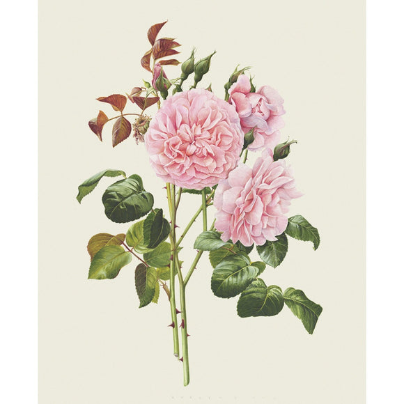 「ストロベリー・ヒル」　限定版画 - 'Strawberry Hill' Limited Edition Print - david-austin-roses-japan