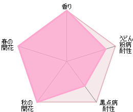 ザ・ポエッツ・ワイフ鉢苗 - The Poet's Wife (Auswhirl) - david-austin-roses-japan