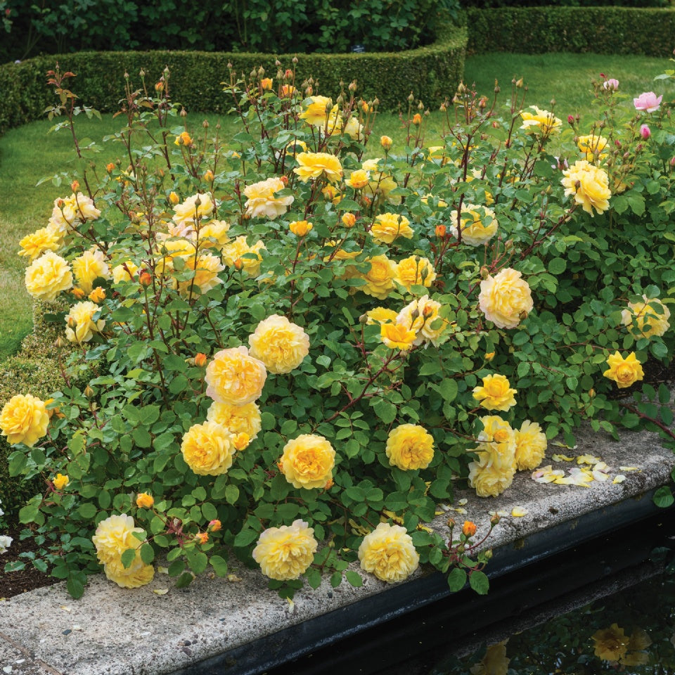 ザ・ポエッツ・ワイフ鉢苗 - The Poet's Wife (Auswhirl) - david-austin-roses-japan