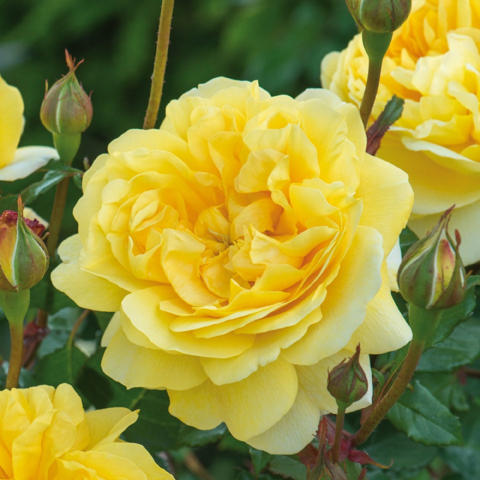 ザ・ポエッツ・ワイフ鉢苗 - The Poet's Wife (Auswhirl) - david-austin-roses-japan