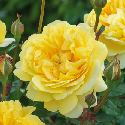 ザ・ポエッツ・ワイフ鉢苗 - The Poet's Wife (Auswhirl) - david-austin-roses-japan