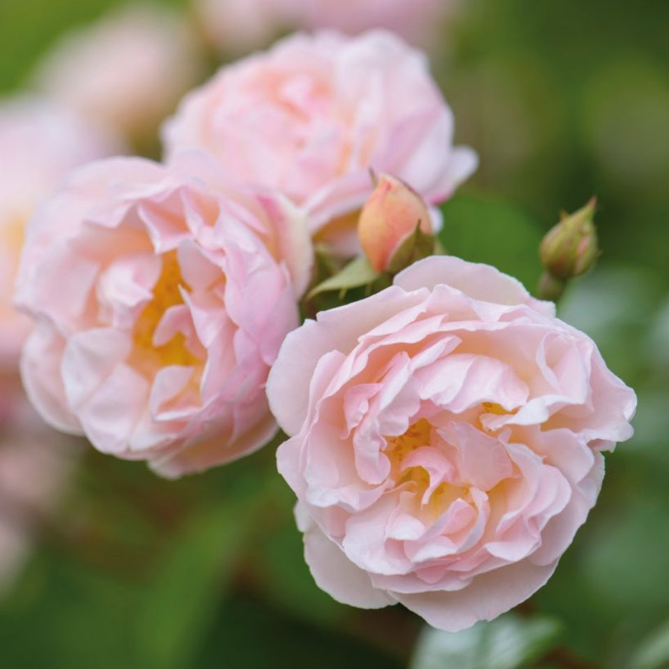 ザ・レディ・オブ・ザ・レイク裸苗 - The Lady of the Lake (Ausherbert) - david-austin-roses-japan