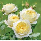 ヴァネッサ・ベル - Vanessa Bell (Auseasel) - david-austin-roses-japan