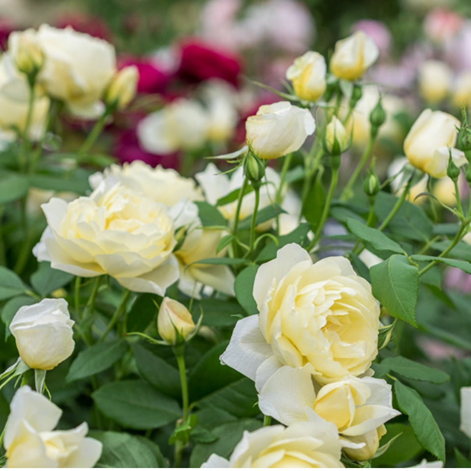 ヴァネッサ・ベル - Vanessa Bell (Auseasel) - david-austin-roses-japan