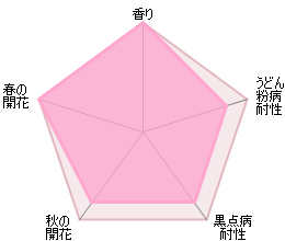 デスデモーナ裸苗 - Desdemona (Auskindling) - david-austin-roses-japan