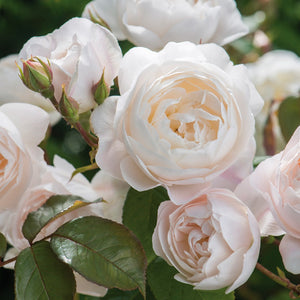デスデモーナ裸苗 - Desdemona (Auskindling) - david-austin-roses-japan