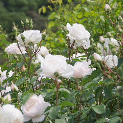 デスデモーナ裸苗 - Desdemona (Auskindling) - david-austin-roses-japan