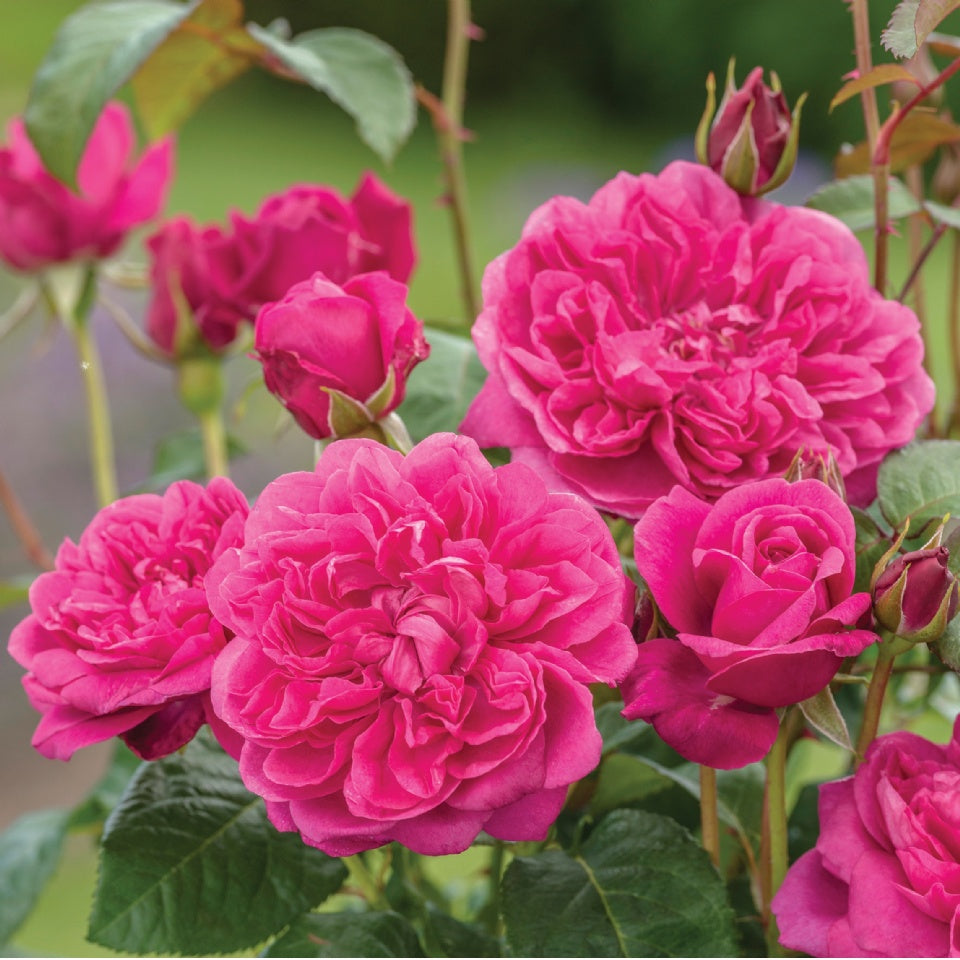 ジェームズ・L. オースチン - James L. Austin (Auspike) - david-austin-roses-japan