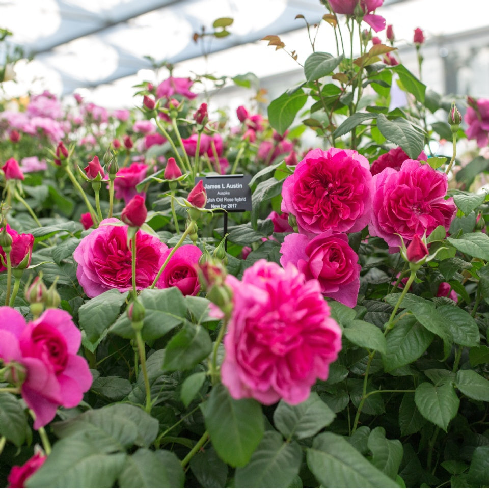 ジェームズ・L. オースチン 裸苗 - James L. Austin (Auspike) – David